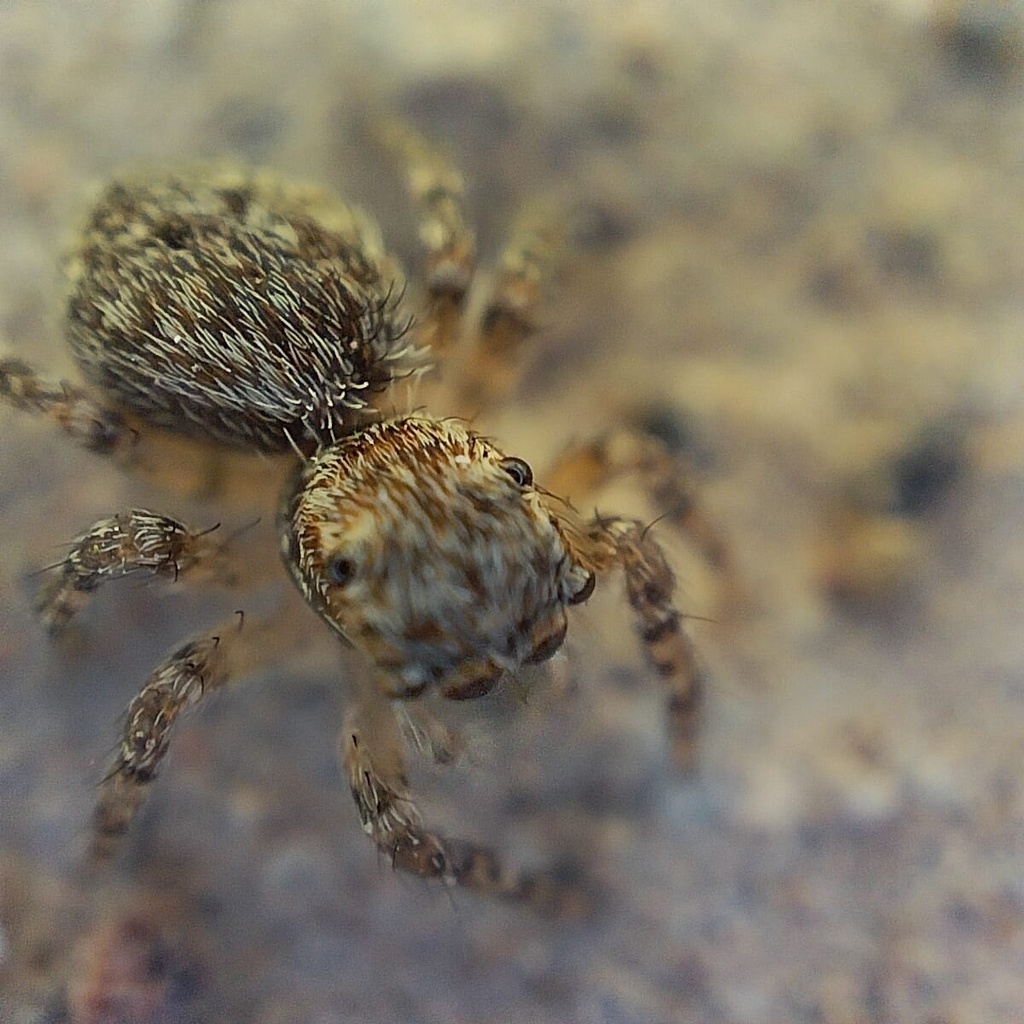 Mexigonus minutus, California species