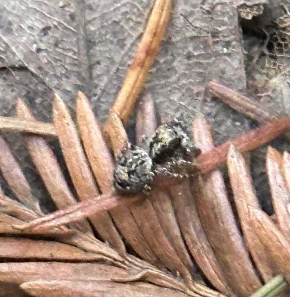 Mexigonus morosus, California species