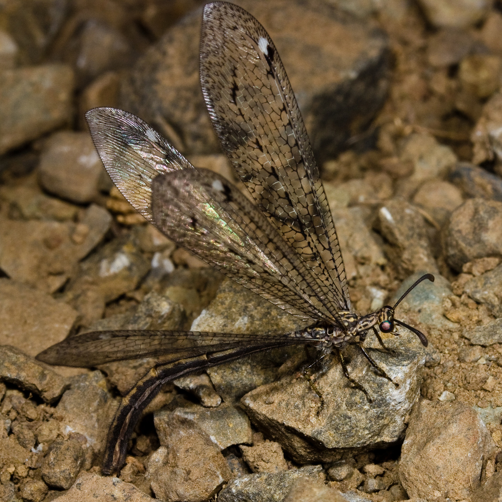Mexoleon papago, California species