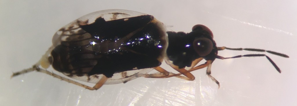 Micracanthia fennica (Harney hot spring shore bug), California species