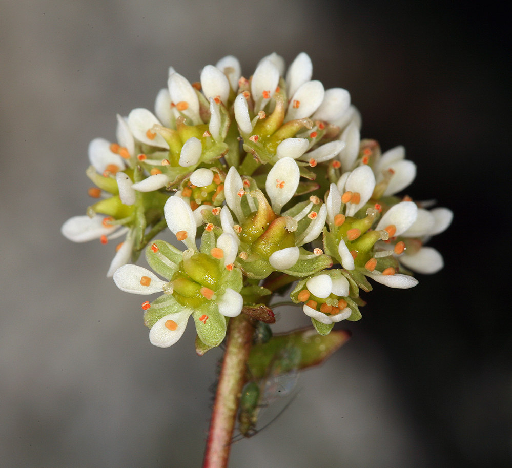 Micranthes aprica (Sierra saxifrage), native California herb