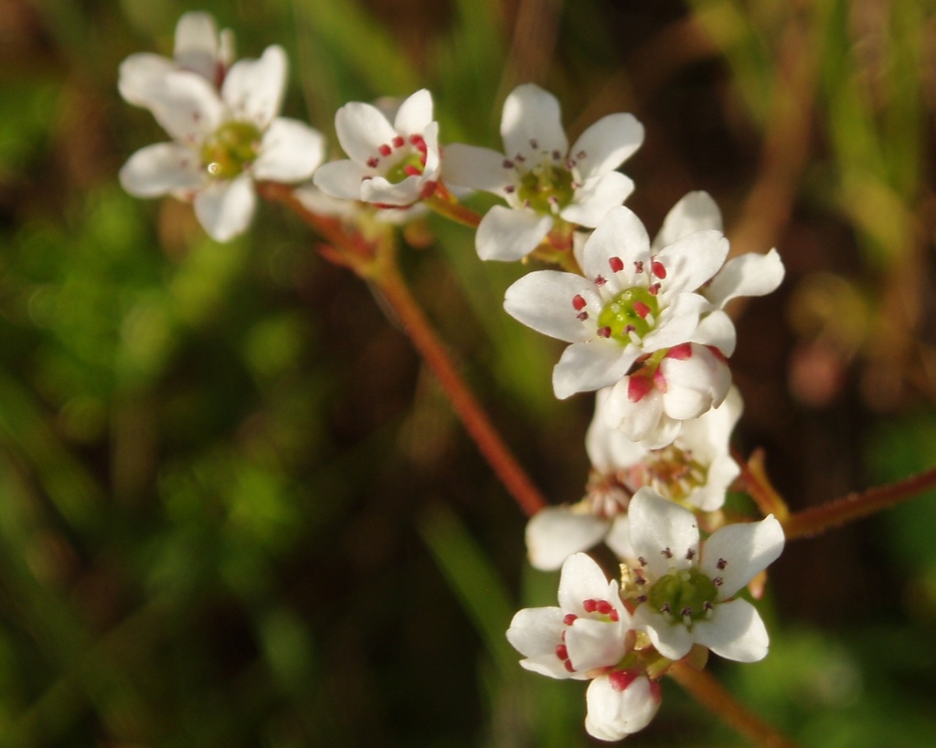 Micranthes californica (Greene's saxifrage), native California herb