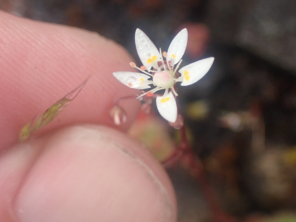 Micranthes ferruginea (Rusty hair saxifrage), native California herb
