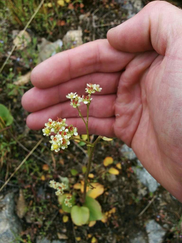 Micranthes fragosa, native California perennial