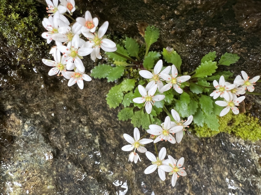 Micranthes howellii (Howell's saxifrage), native California herb