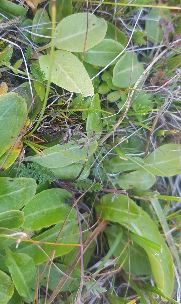 Micranthes integrifolia (Smooth leaf saxifrage), native California herb
