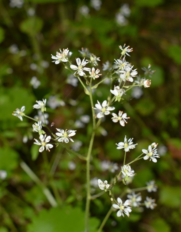 Micranthes marshallii (Marshall's saxifrage), native California herb