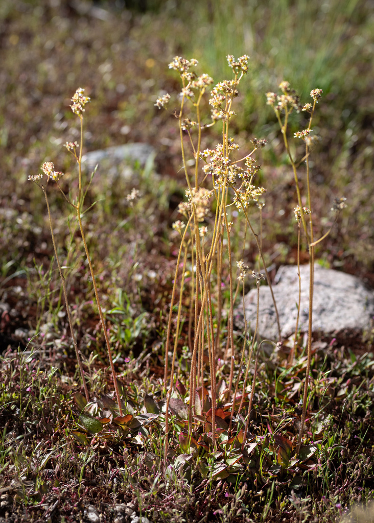 Micranthes nidifica (Peak saxifrage), native California herb