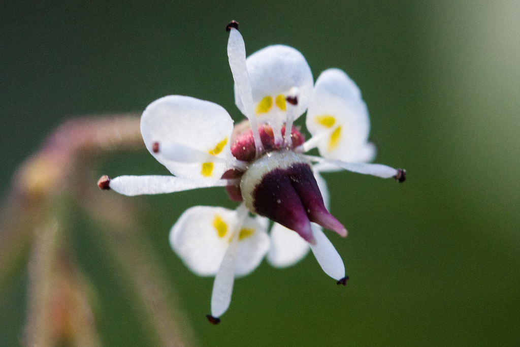 Micranthes odontoloma (Brook saxifrage), native California herb