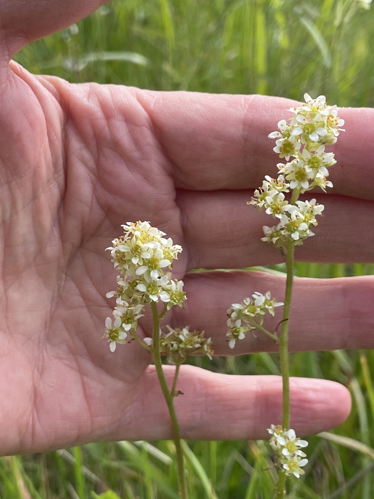Micranthes oregana (Bog saxifrage), native California herb