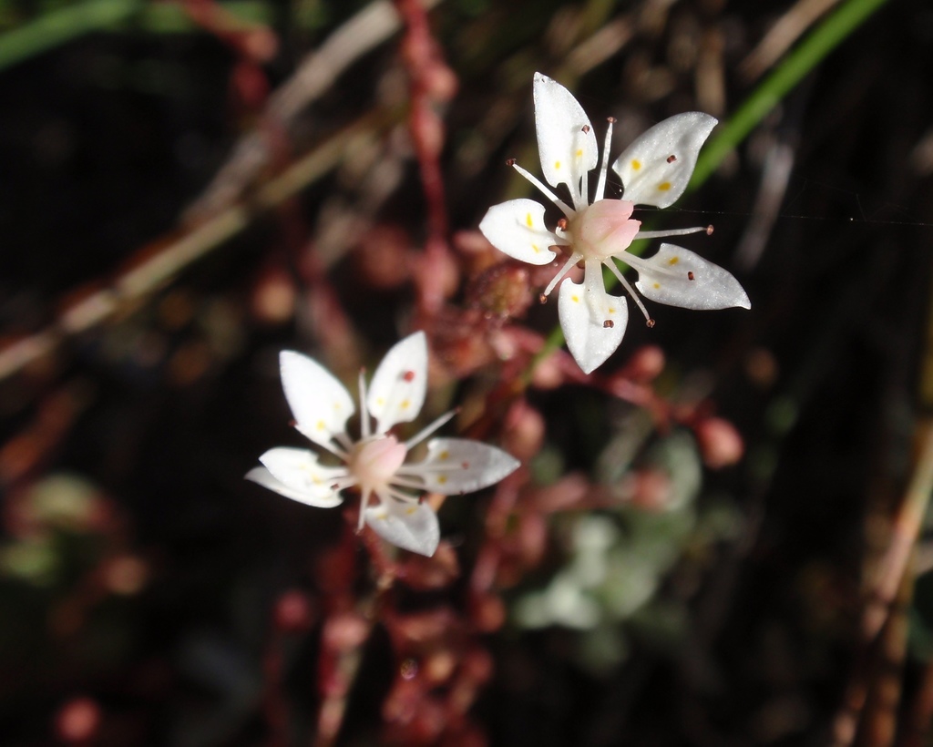 Micranthes sp. (Saxifrage), native California perennial