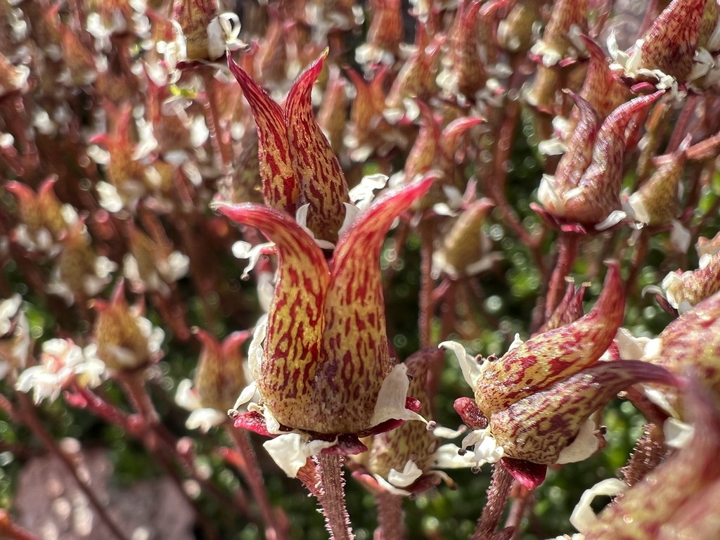 Micranthes tolmiei (Tolmie's saxifrage), native California herb