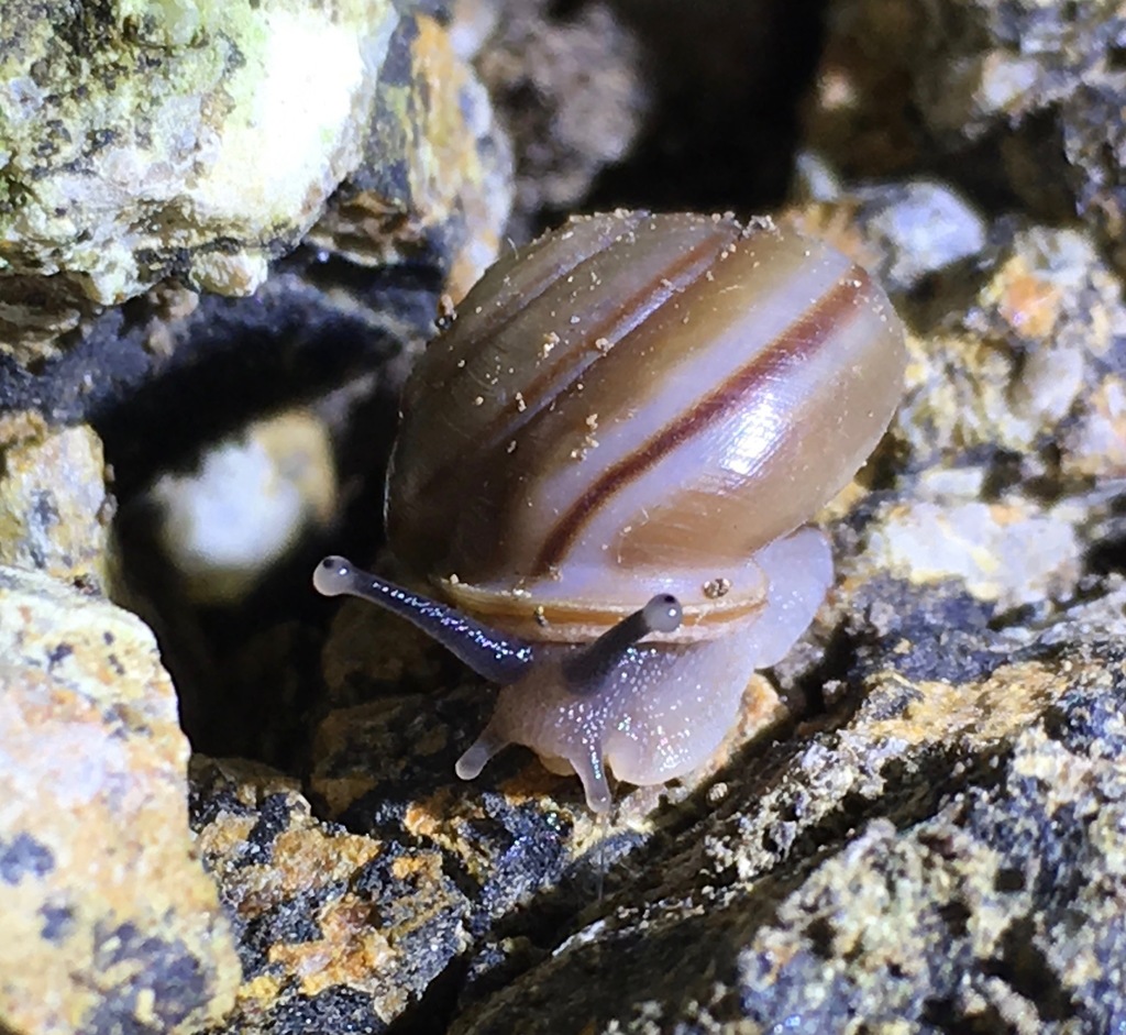 Micrarionta facta (Santa Barbara Islandsnail), California species
