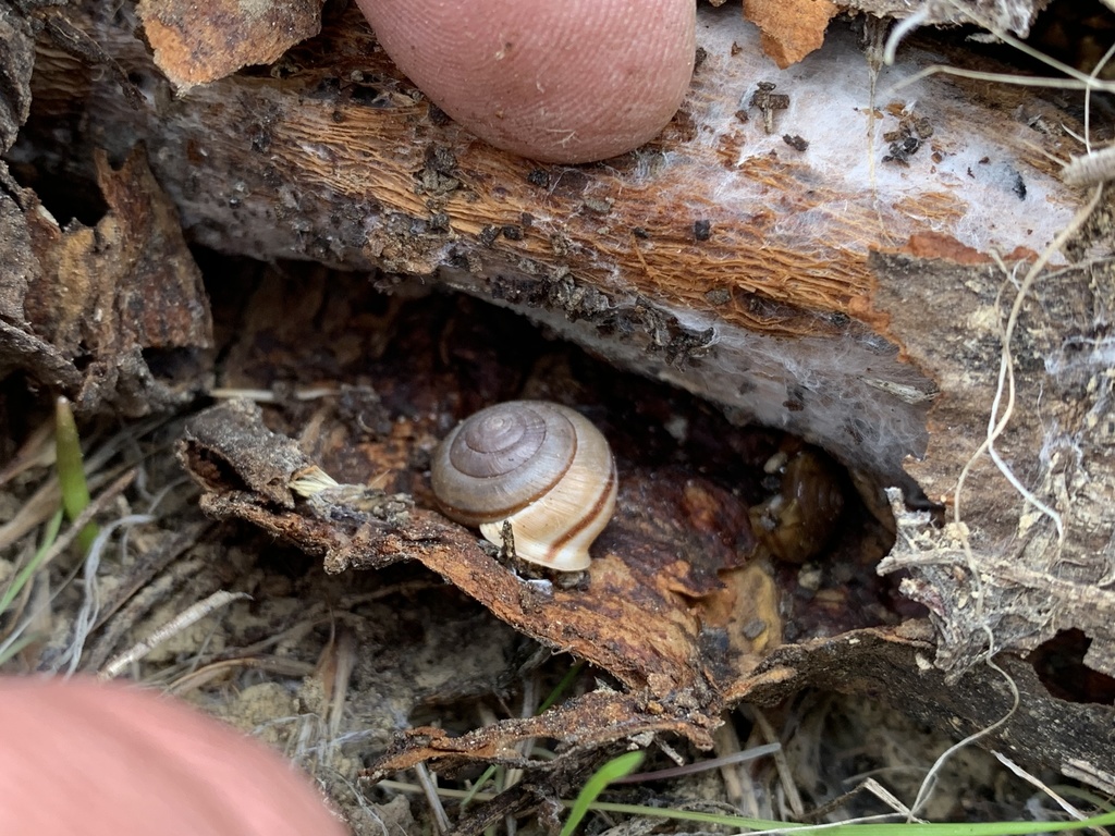 Micrarionta feralis (San Nicolas Islandsnail), California species