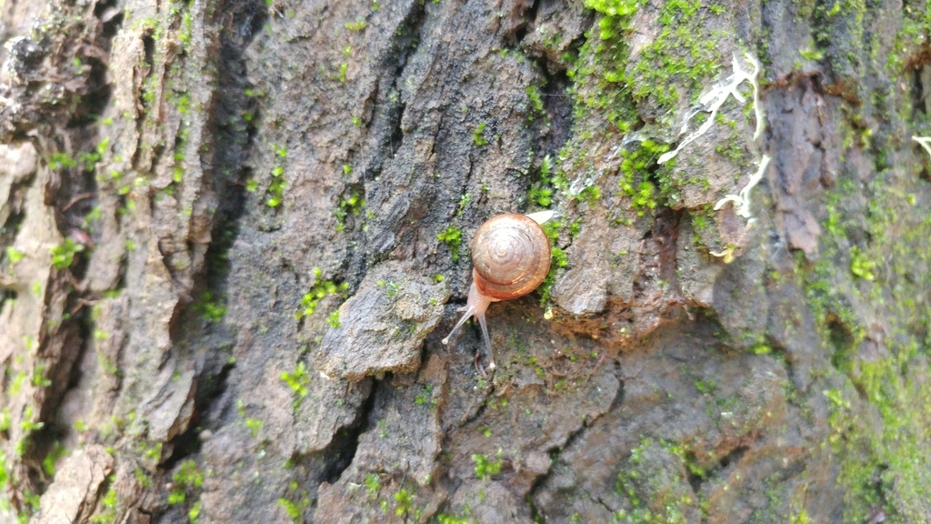Micrarionta gabbii (San Clemente Islandsnail), California species