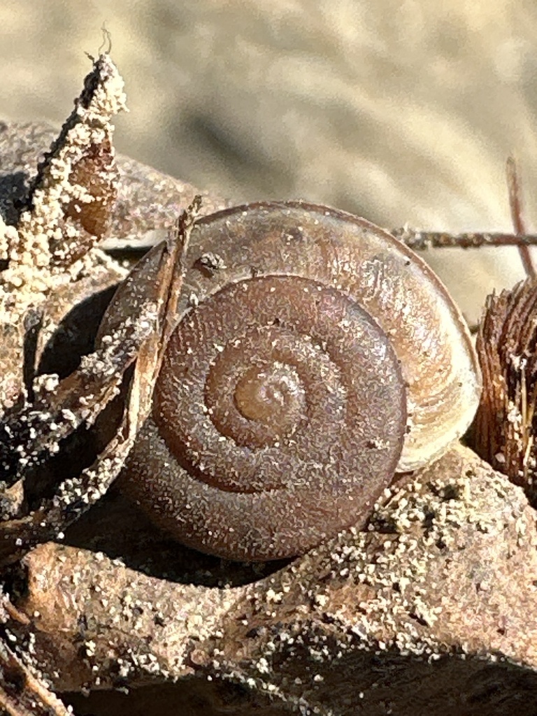 Micrarionta opuntia (Pricklypear Islandsnail), California species