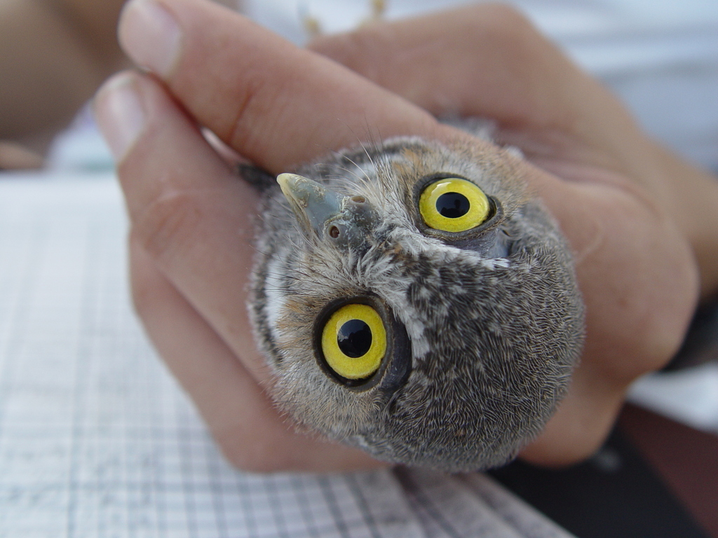 Micrathene whitneyi (Elf owl), California species