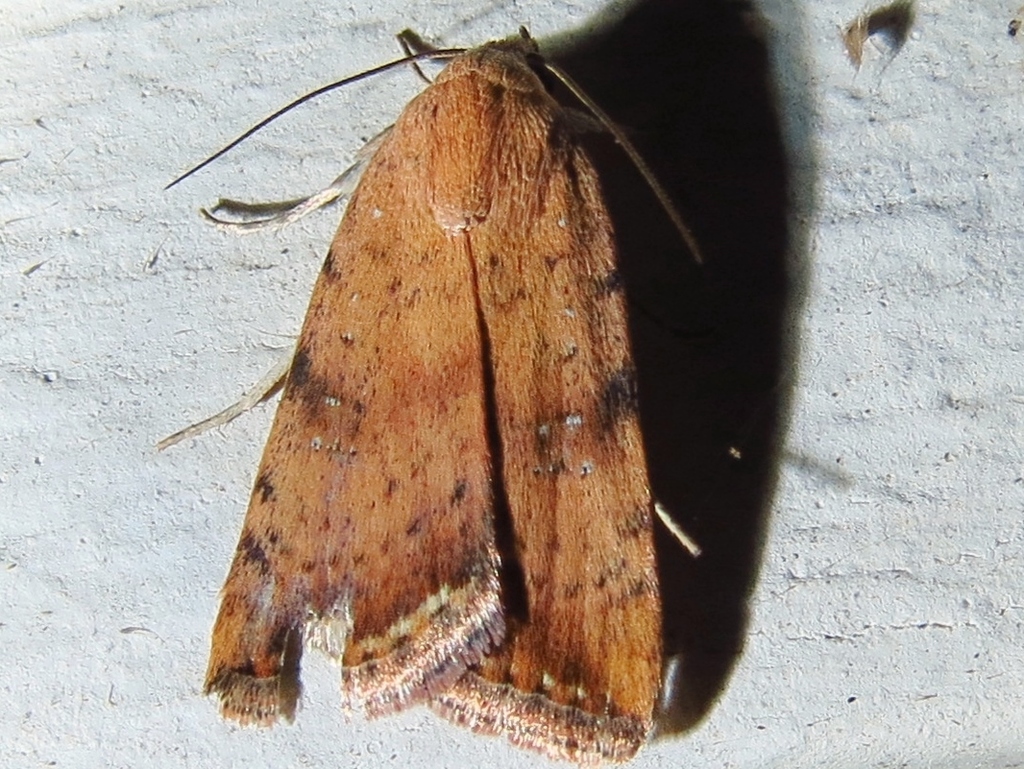 Micrathetis triplex (Triplex Cutworm Moth), California species