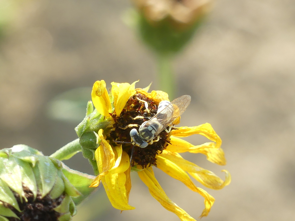 Microbembex elegans (Algodones Elegant Sand Wasp), California species