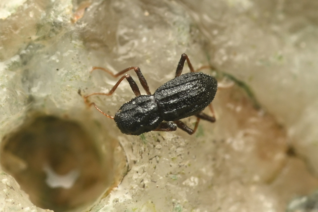 Microcylloepus formicoideus (Furnace Creek Riffle Beetle), California species