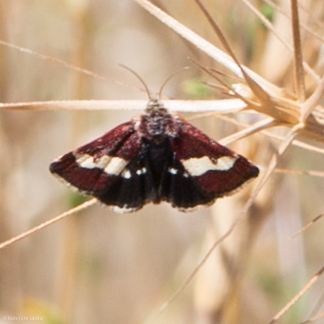 Microhelia angelica (Angelica Moth), California species