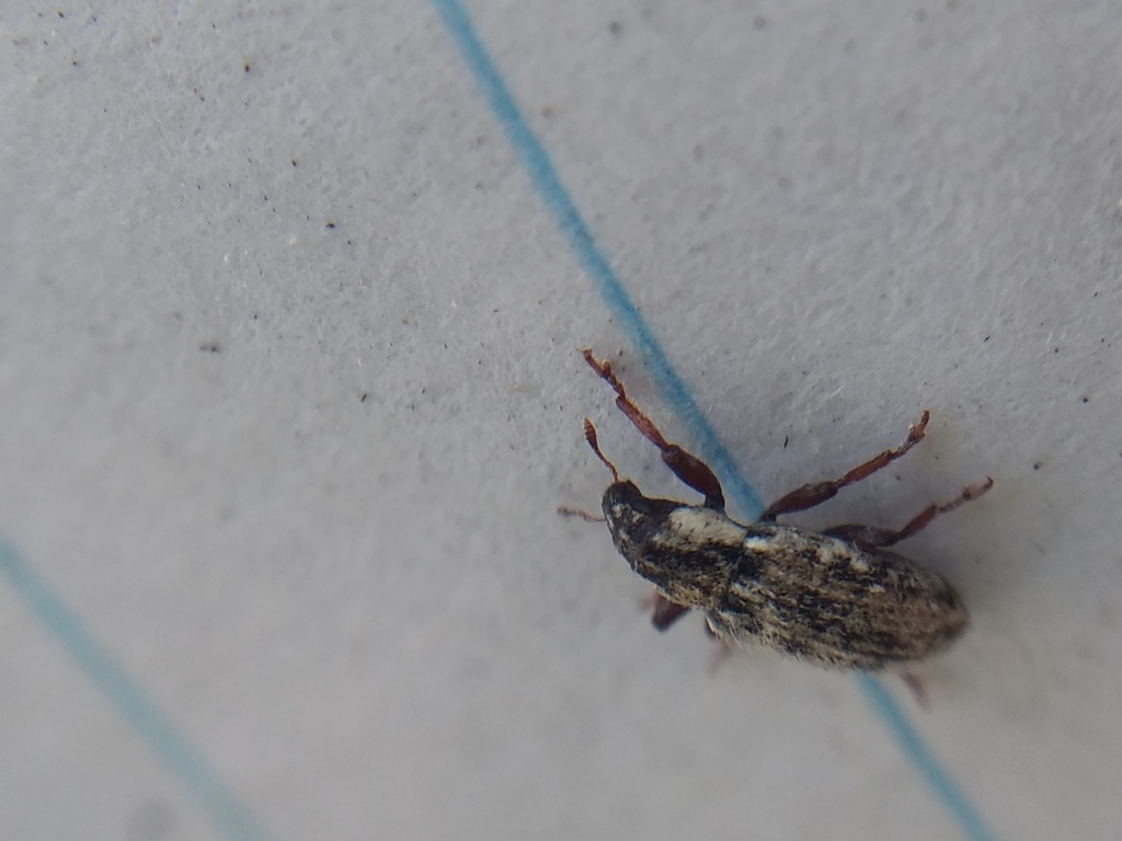 Microlarinus lareynii (Puncture vine seed weevil), California species