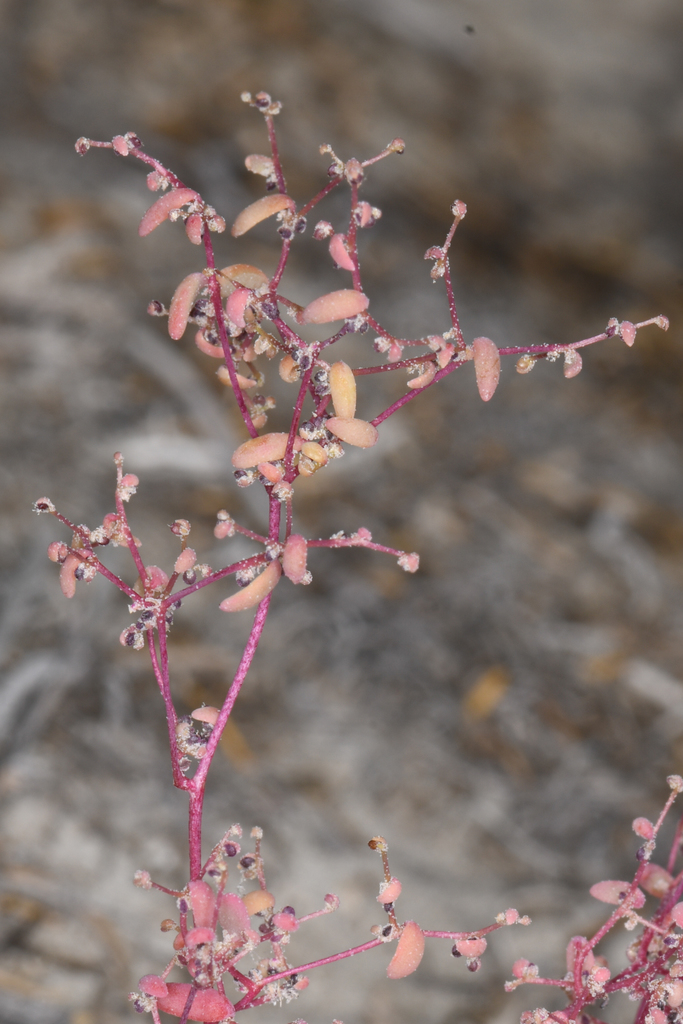 Micromonolepis pusilla (Dwarf monolepis), native California herb