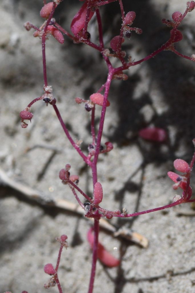 Micromonolepis sp., native California annual