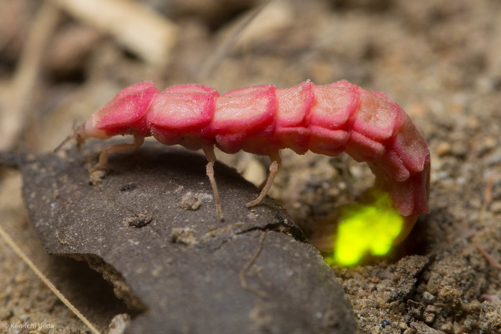 Microphotus angustus (California Pink Glowworm), California species