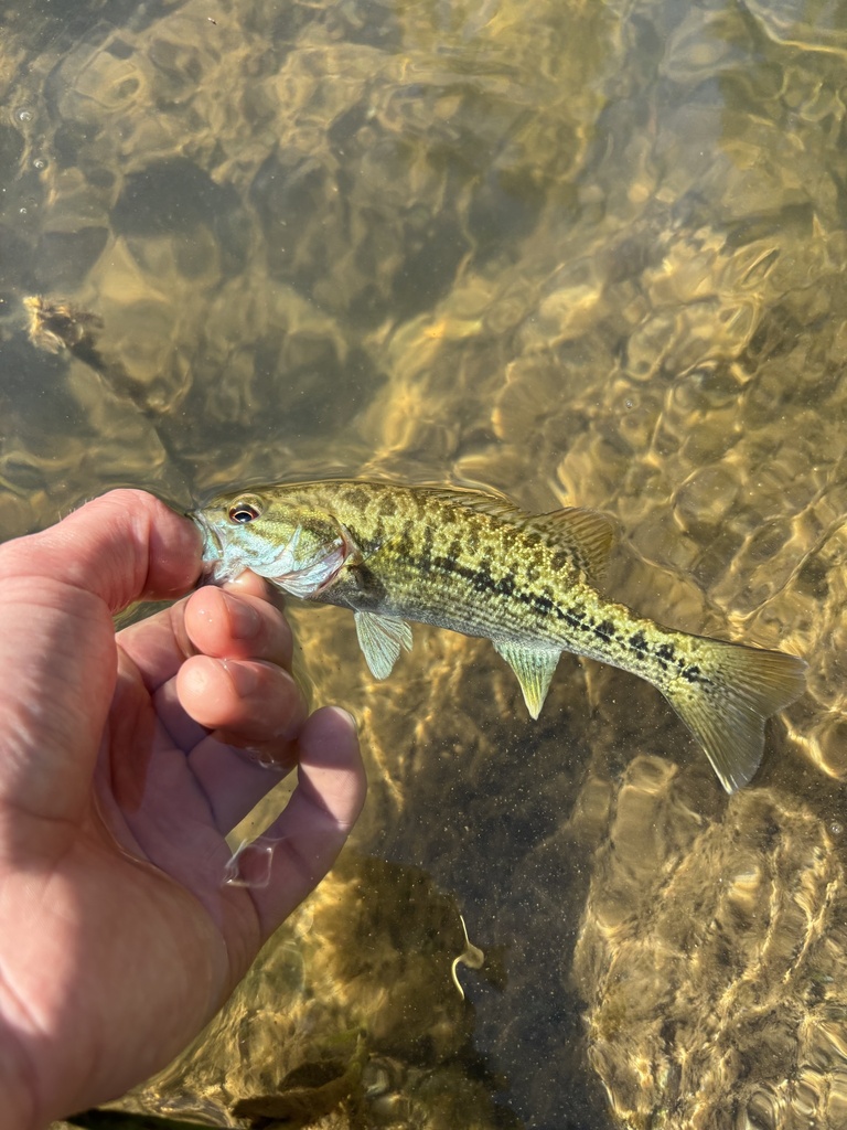 Micropterus coosae (Redeye bass), California species
