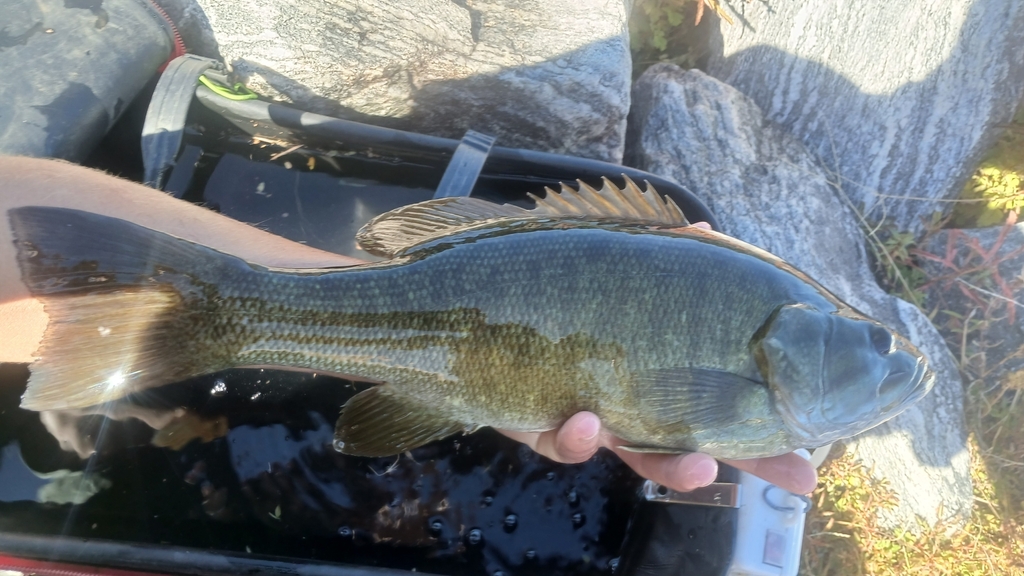 Micropterus dolomieu (Smallmouth bass), California species