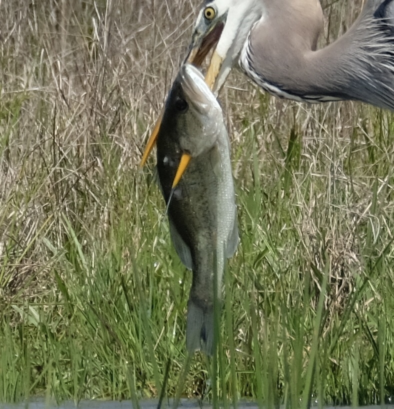 Micropterus nigricans (Largemouth bass), California species