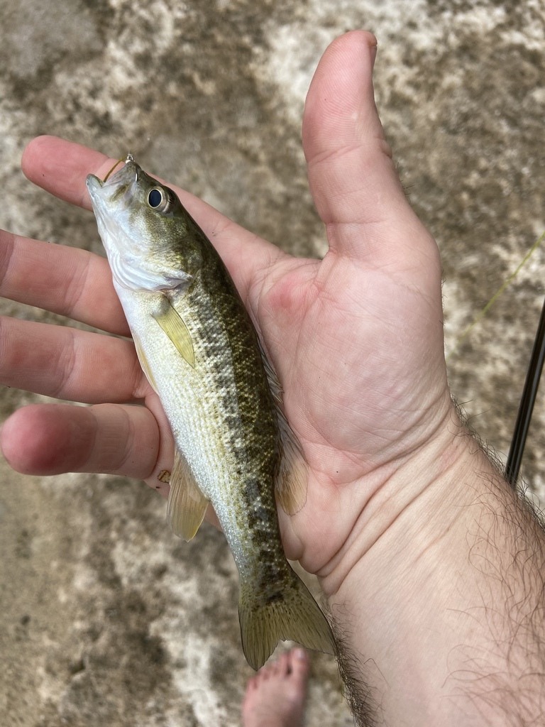 Micropterus punctulatus (Spotted bass), California species