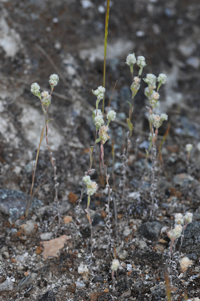 Micropus amphibolus (Mount diablo cottonseed), native California herb