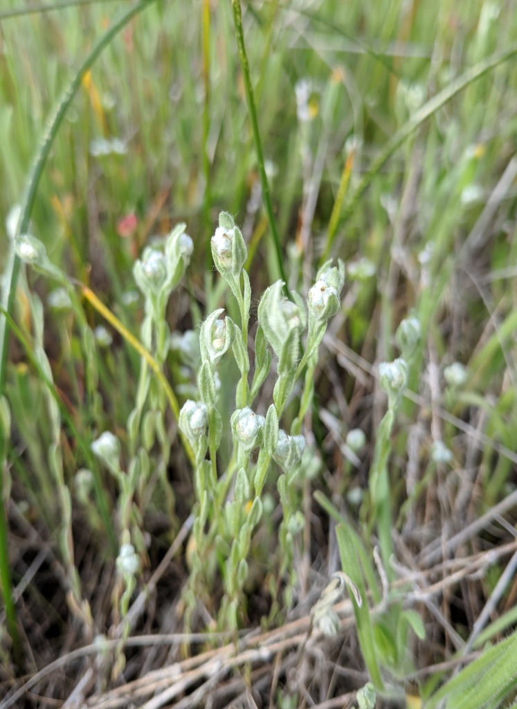 Micropus californicus (Q-tips), native California herb