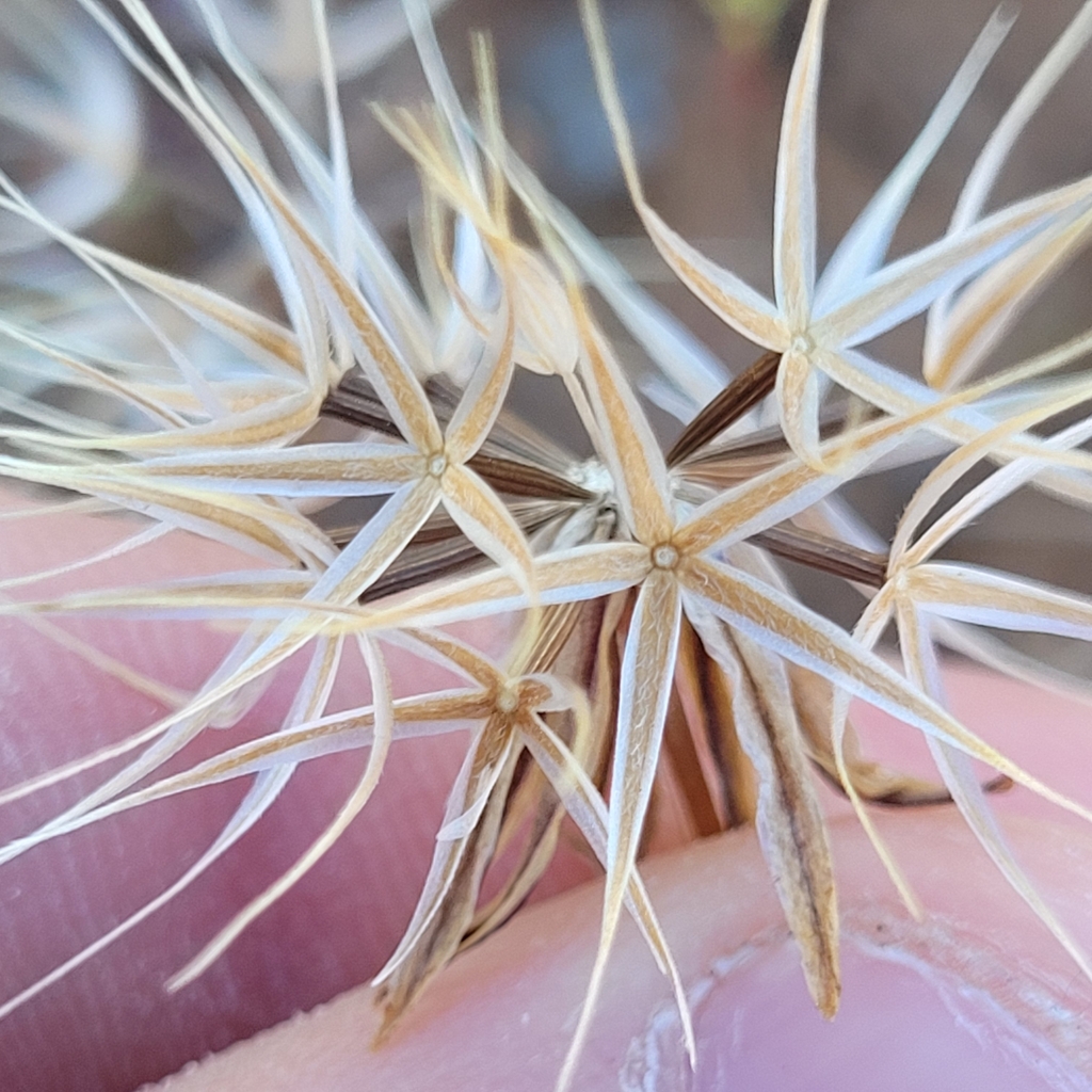 Microseris acuminata (Needle microseris), native California herb