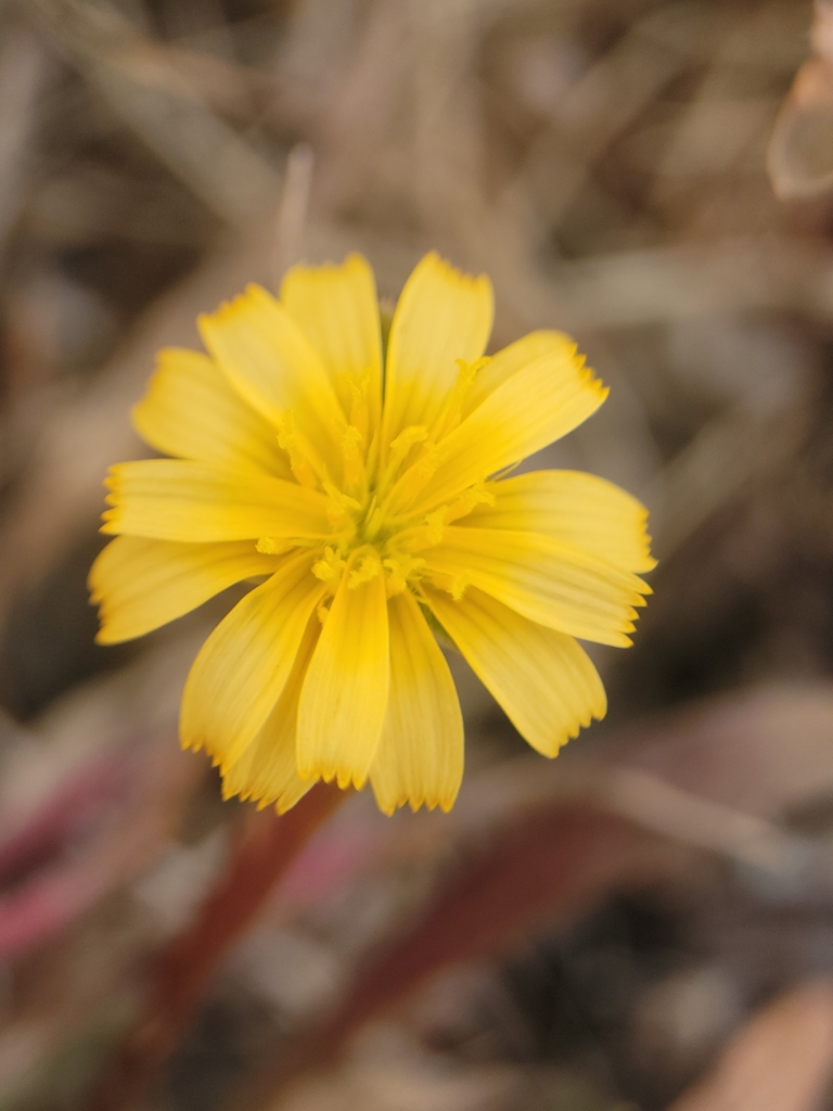 Microseris bigelovii (Coast microseris), native California herb