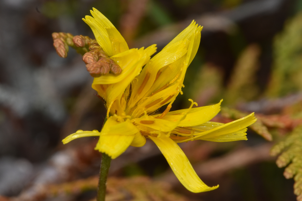 Microseris borealis (Northern microseris), native California herb