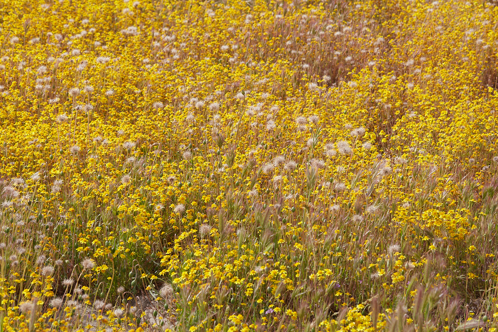Microseris campestris (San joaquin microseris), native California herb