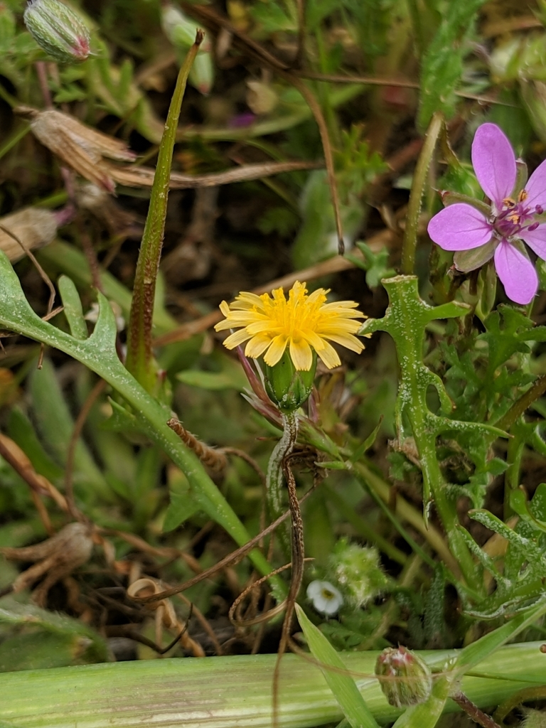 Microseris elegans (Elegant silverpuffs), native California herb