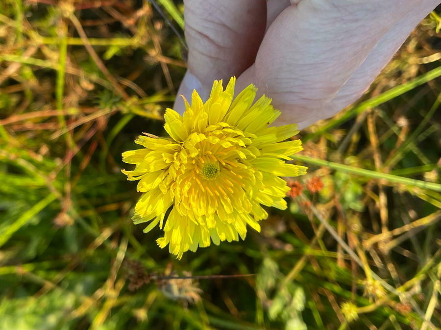 Microseris laciniata — parent species of Microseris laciniata subsp. siskiyouensis
