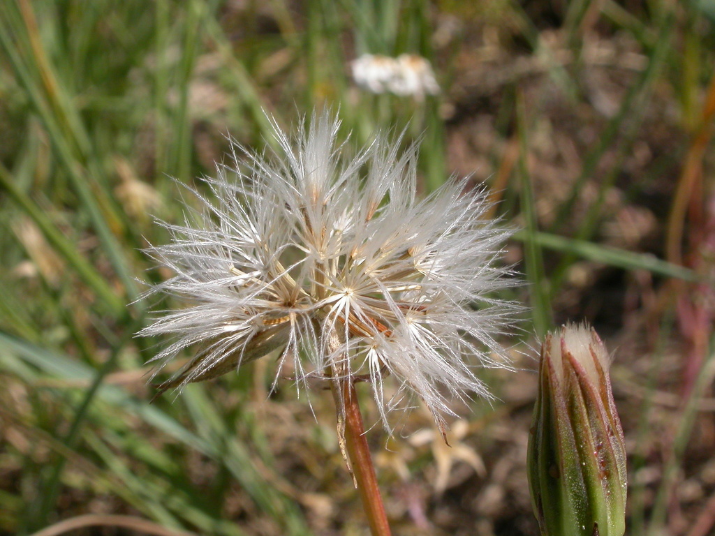 Microseris nutans (Nodding microceris), native California herb