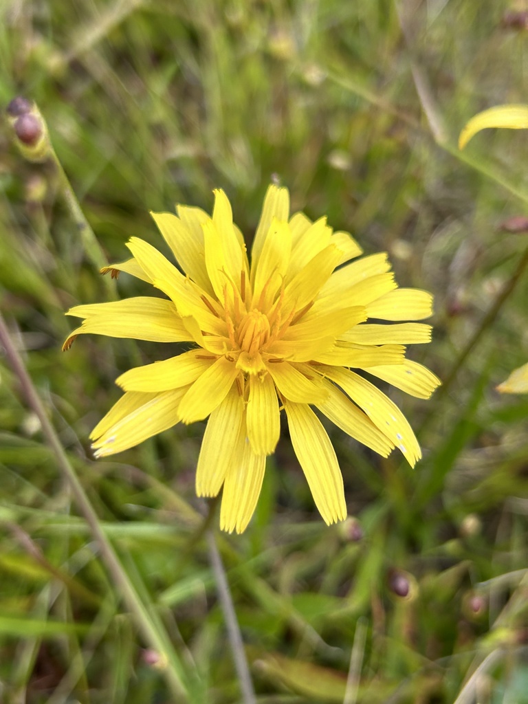 Microseris paludosa (Marsh microseris), native California herb