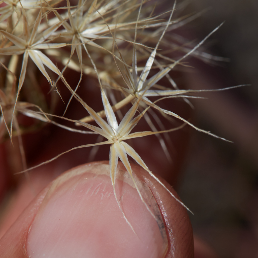 Microseris sylvatica (Sylvan microseris), native California herb