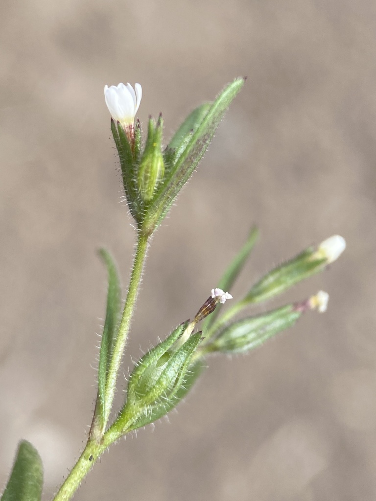 Microsteris gracilis (Slender phlox), native California herb