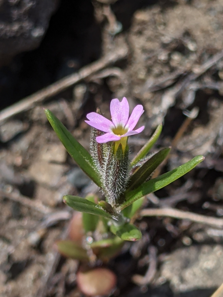 Microsteris sp., native California perennial