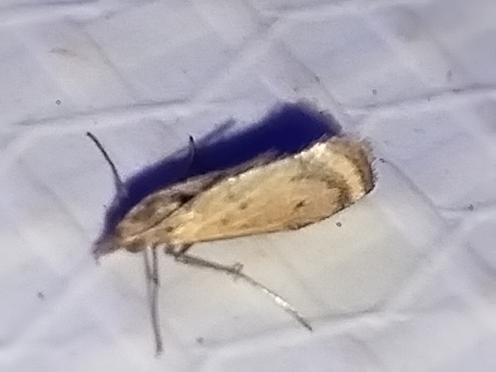 Microtheoris ophionalis (Yellow-veined Moth), California species