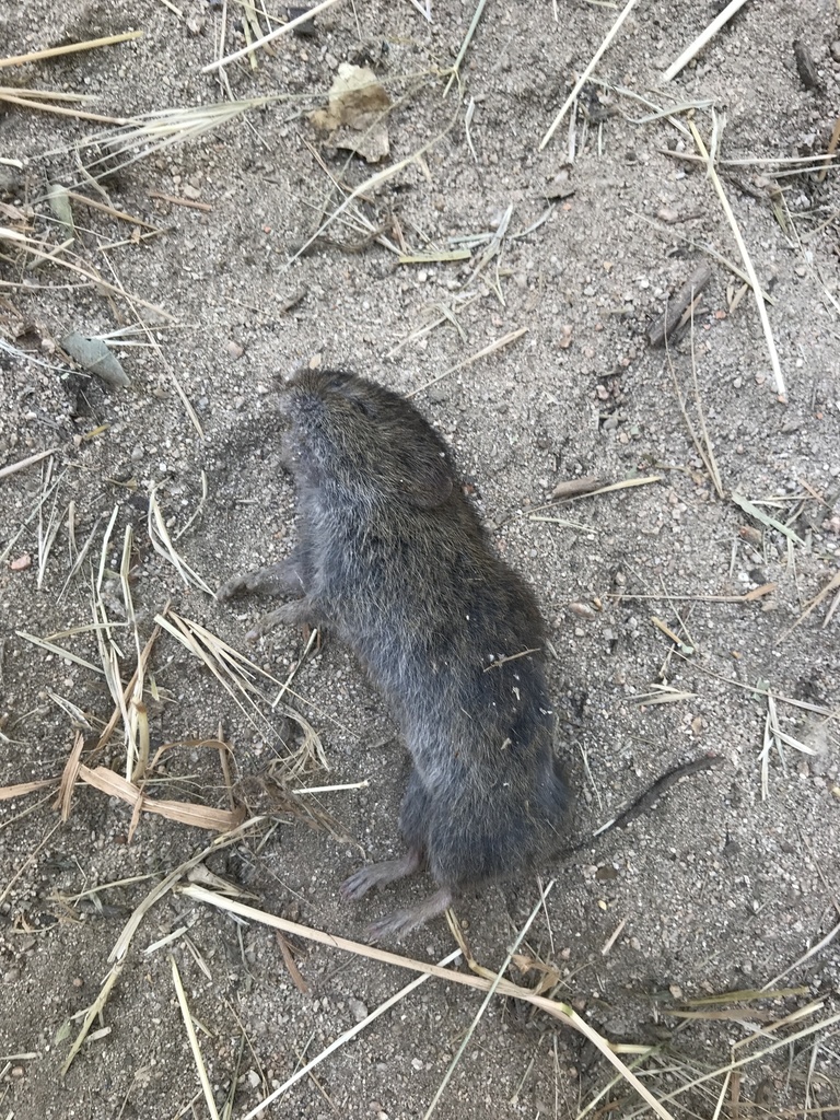 Microtus californicus mohavensis (Mohave River Vole), California species