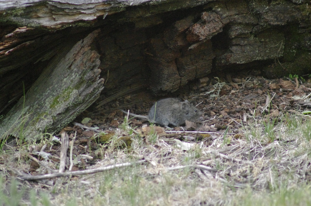 Microtus longicaudus (Long-tailed Vole), California species