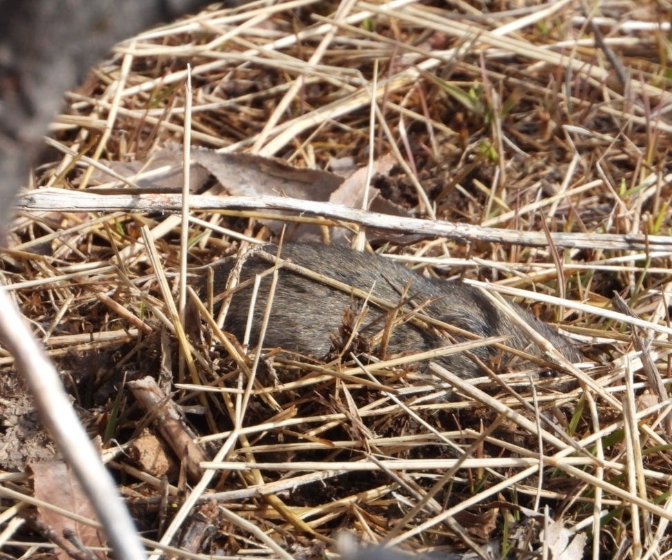 Microtus montanus (Montane Vole), California species